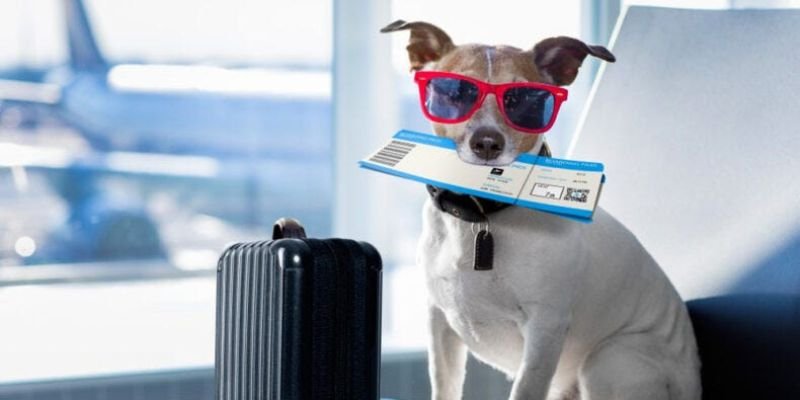 What are the Best Pet-friendly Airlines