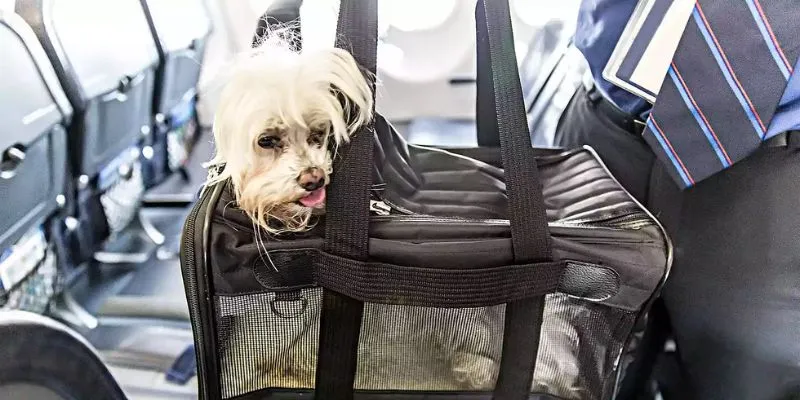 Pet-Friendly Services at Frontier Fly