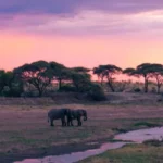 Auric Air Ruaha National Park Office in Tanzania