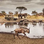 Auric Air Serengeti National Park Office in Tanzania